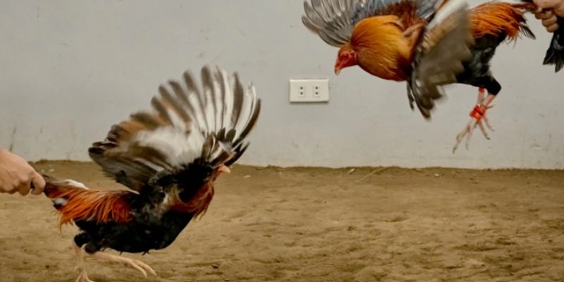 Các luật chơi cơ bản của đá gà cựa sắt thomo