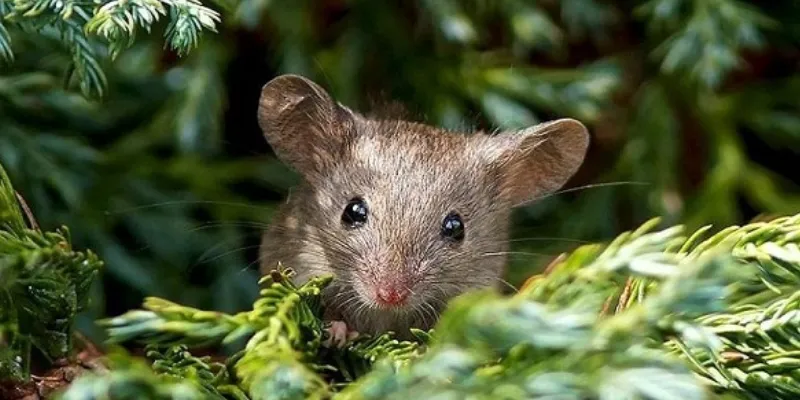 Những luận giải chuẩn xác khi bạn nằm mơ thấy chuột