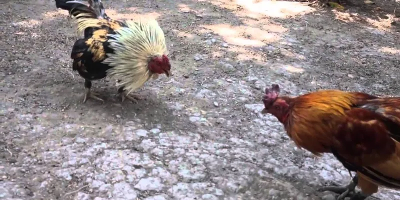 Những kiểu cược thường gặp khi chơi đá gà