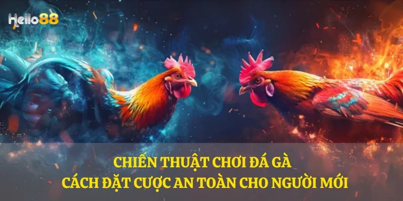 Chiến thuật chơi đá gà - Cách đặt cược an toàn cho người mới